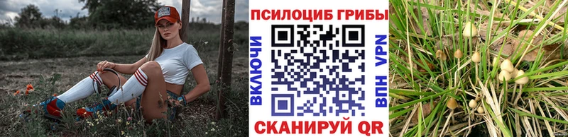Псилоцибиновые грибы Psilocybine cubensis  Электрогорск 